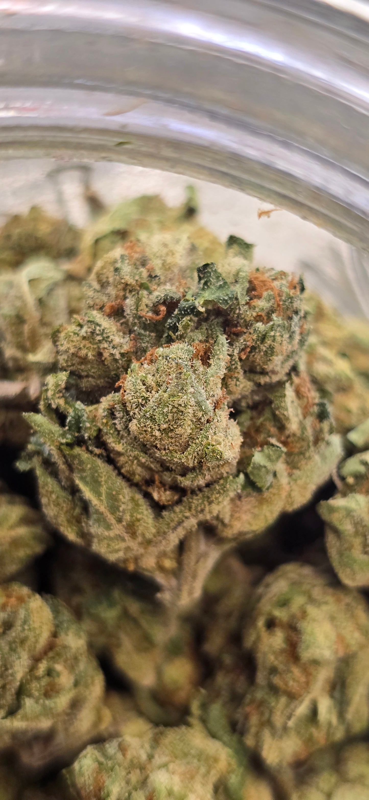 Gushers - THC-A Flower - Hybrid