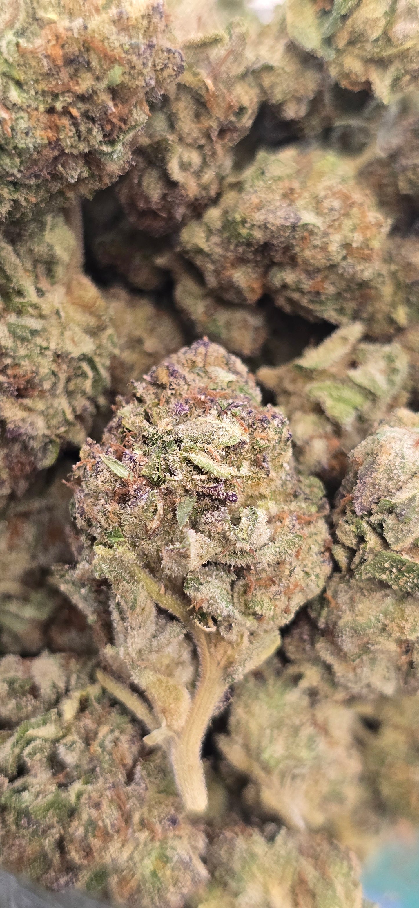 Pink Runtz  - THC-A Flower - Hybrid